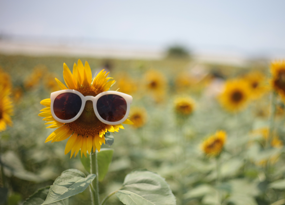 Ausgeglichen durch den Sommer: Unsere Kurse im Juni